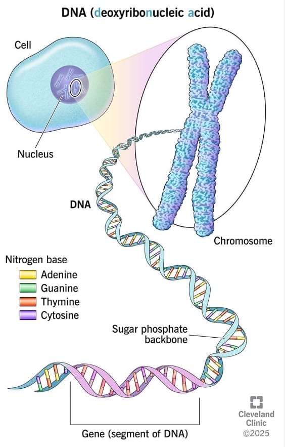 डीएनए (DNA)