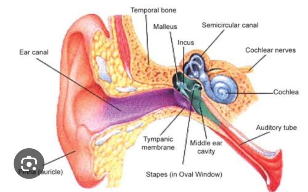 EAR
