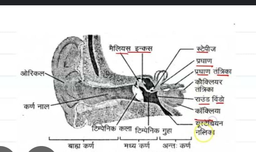 EAR