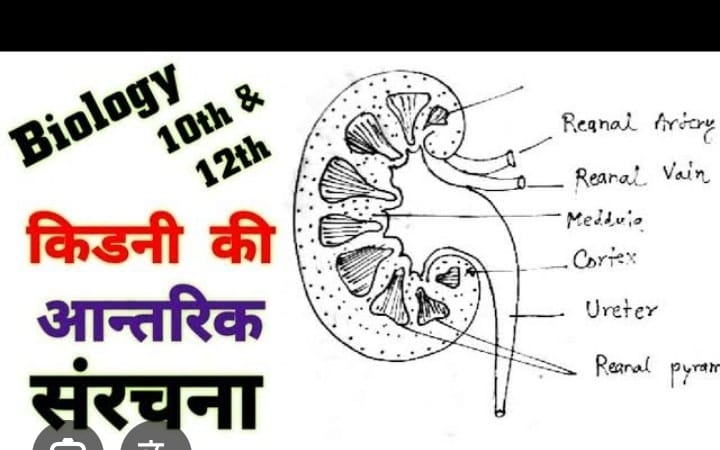 KIDNEY ANATOMY