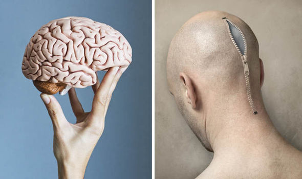 HUMAN BRAIN