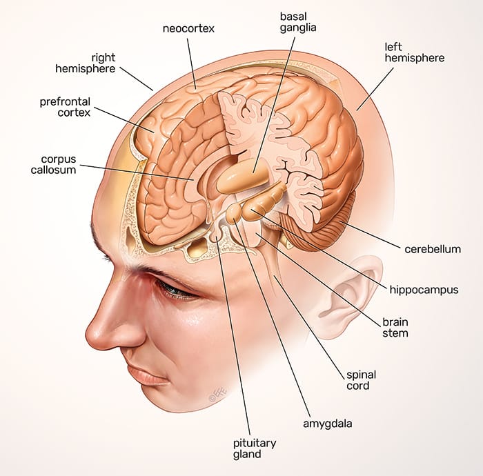 HUMAN BRAIN