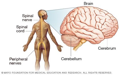 HUMAN BRAIN