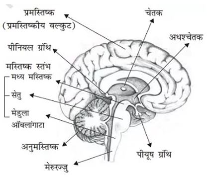HUMAN BRAIN