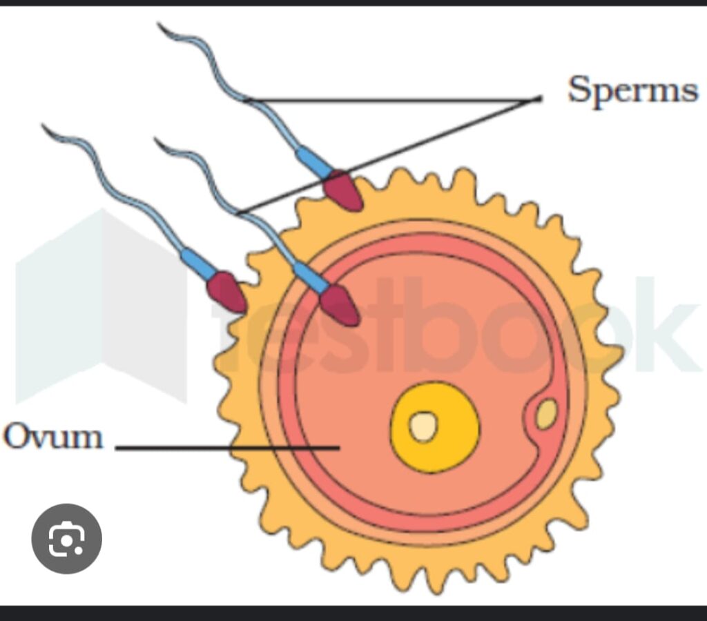 FERTILIZATION
