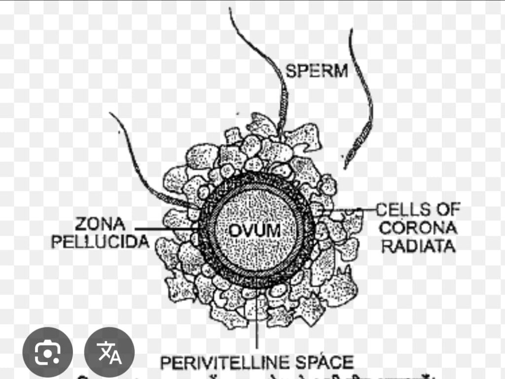 FERTILIZATION