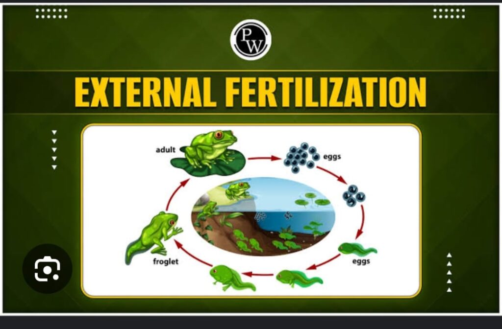FERTILIZATION