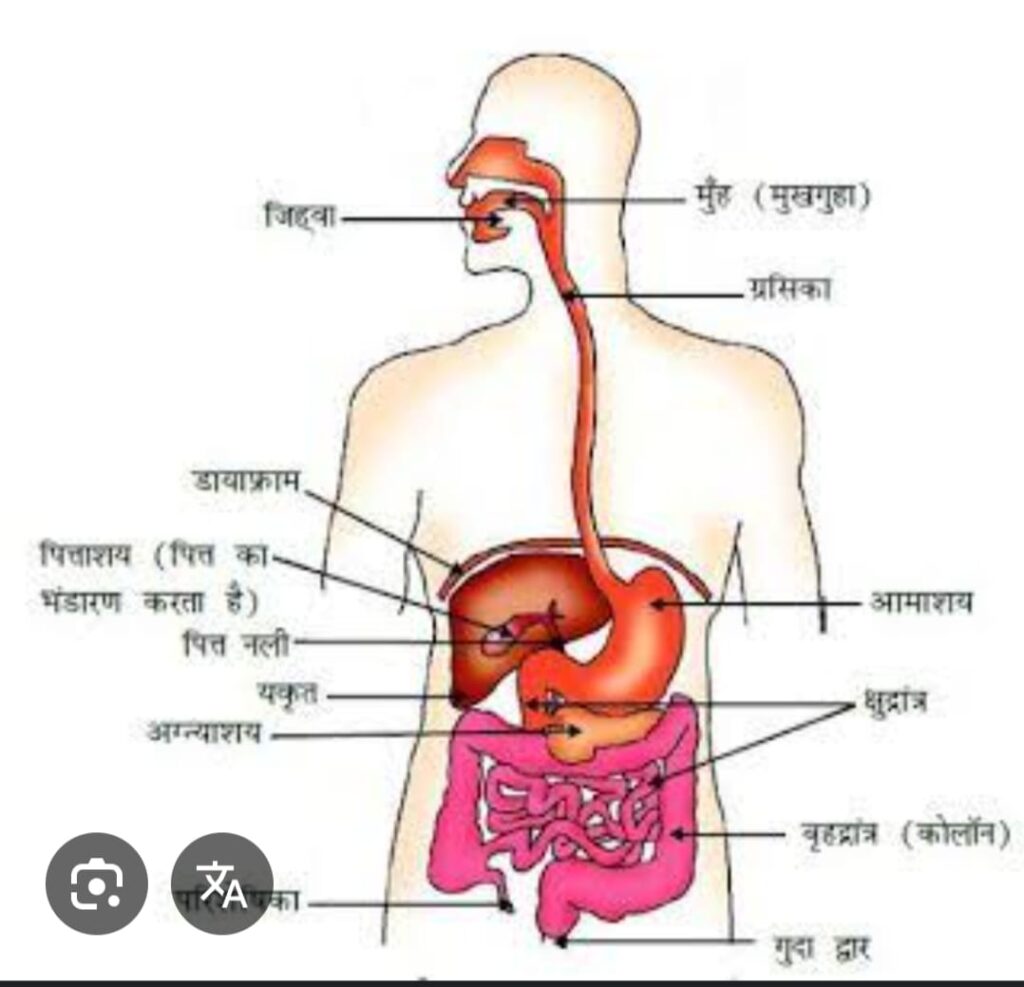 DIGESTIVE SYSTEM