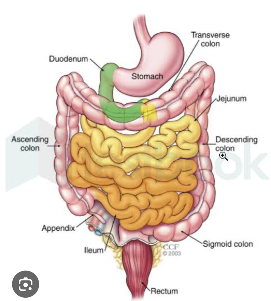 DIGESTIVE SYSTEM
