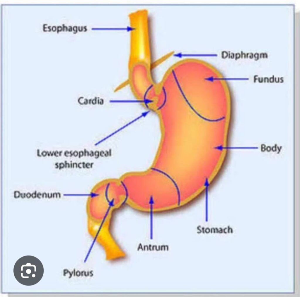 DIGESTIVE SYSTEM