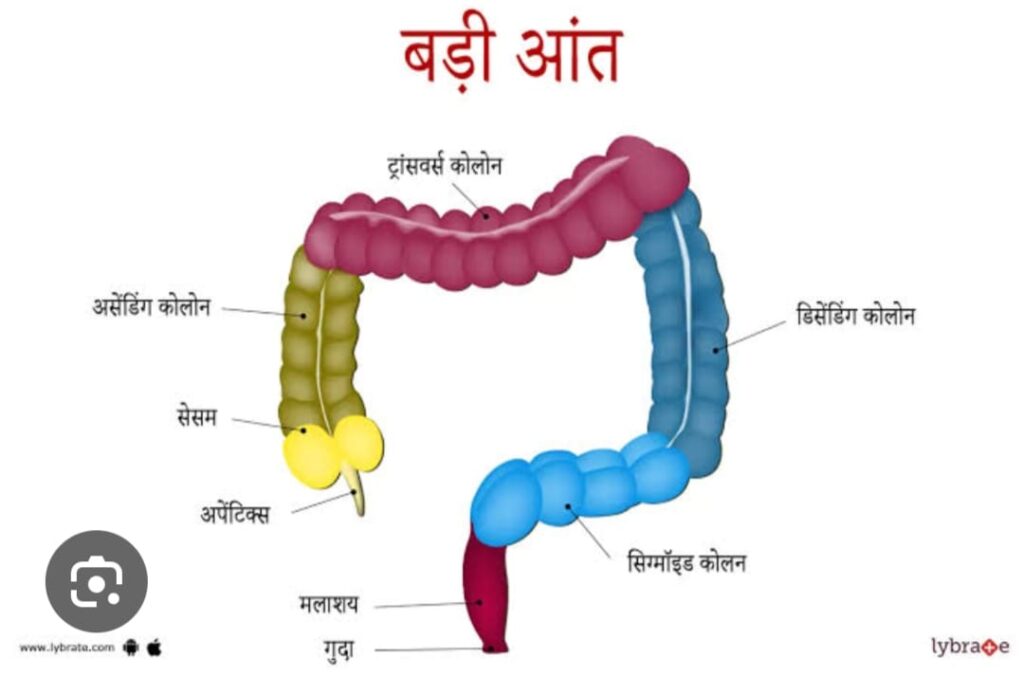 DIGESTIVE SYSTEM