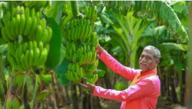 Most Profitable Crops: किसानों को कुछ ही टाइम में अमीर बना देती हैं ये ज्यादा कमाई वाली फसलें, नहीं जानते तो आज ही जान लें इनके बारे में