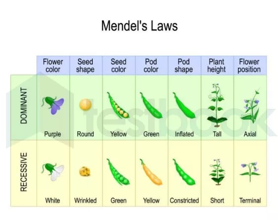MENDEL'S LAW