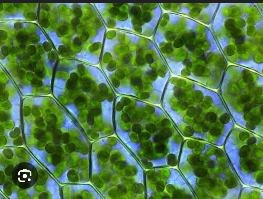 CHLOROPLAST