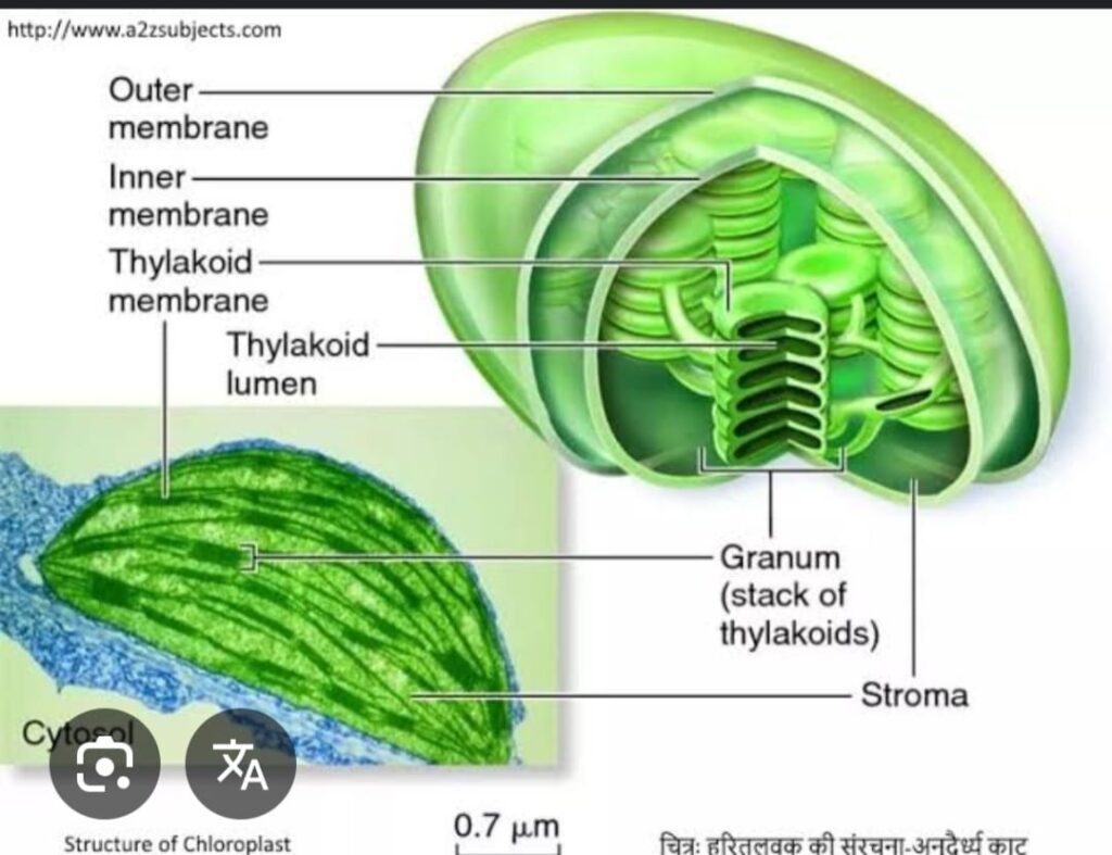 CHLOROPLAST