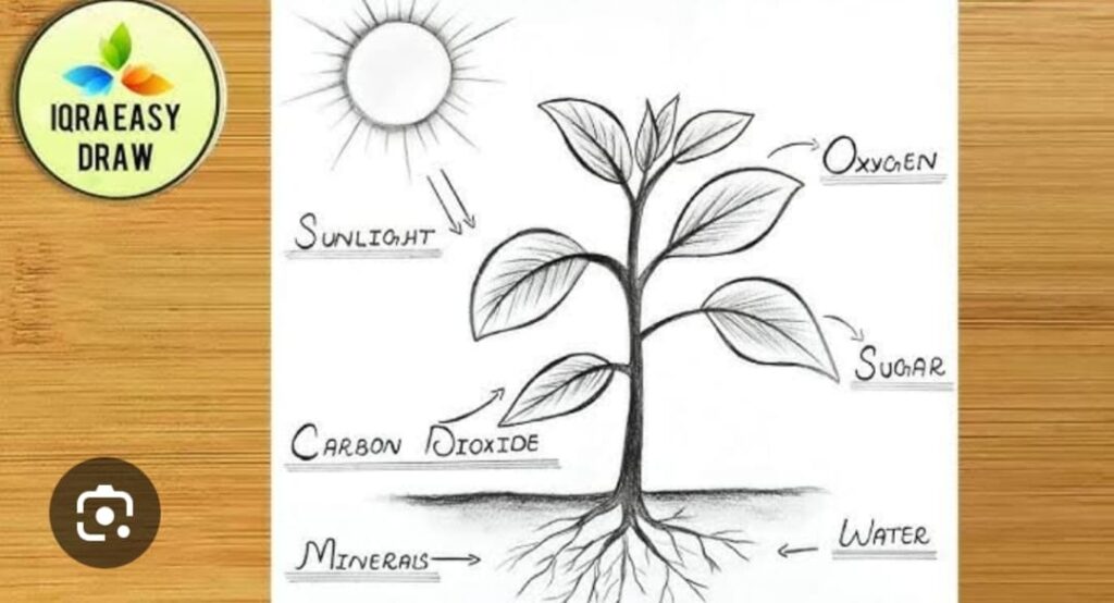 CHLOROPLAST