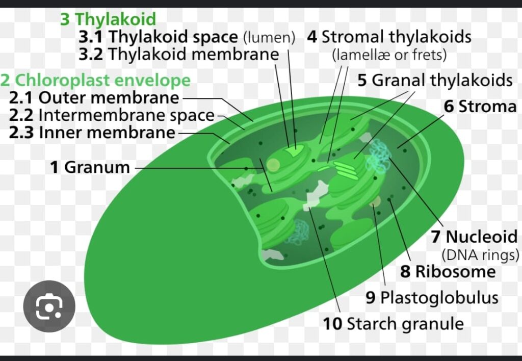 CHLOROPLAST