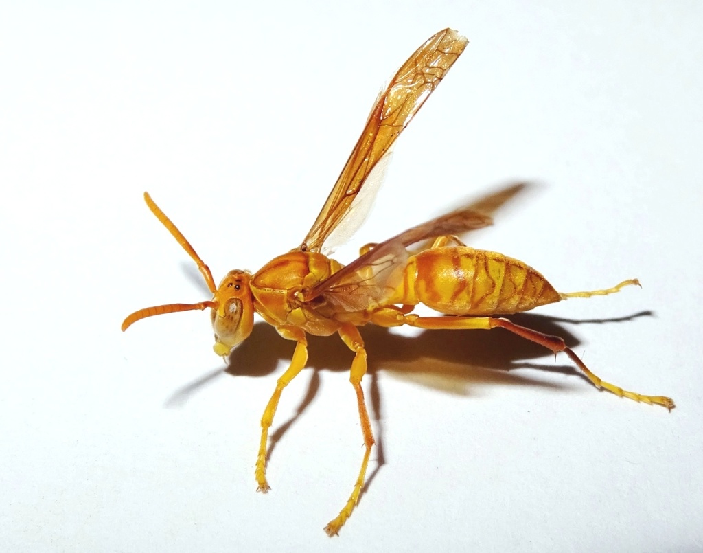 What to do if a wasp bites