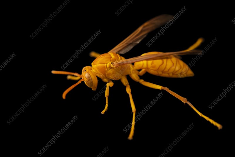What to do if a wasp bites
