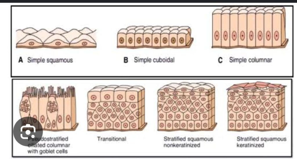 TISSUE 