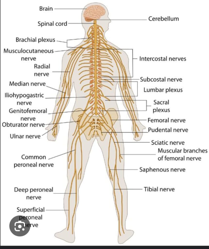 NERVOUS SYSTEM 