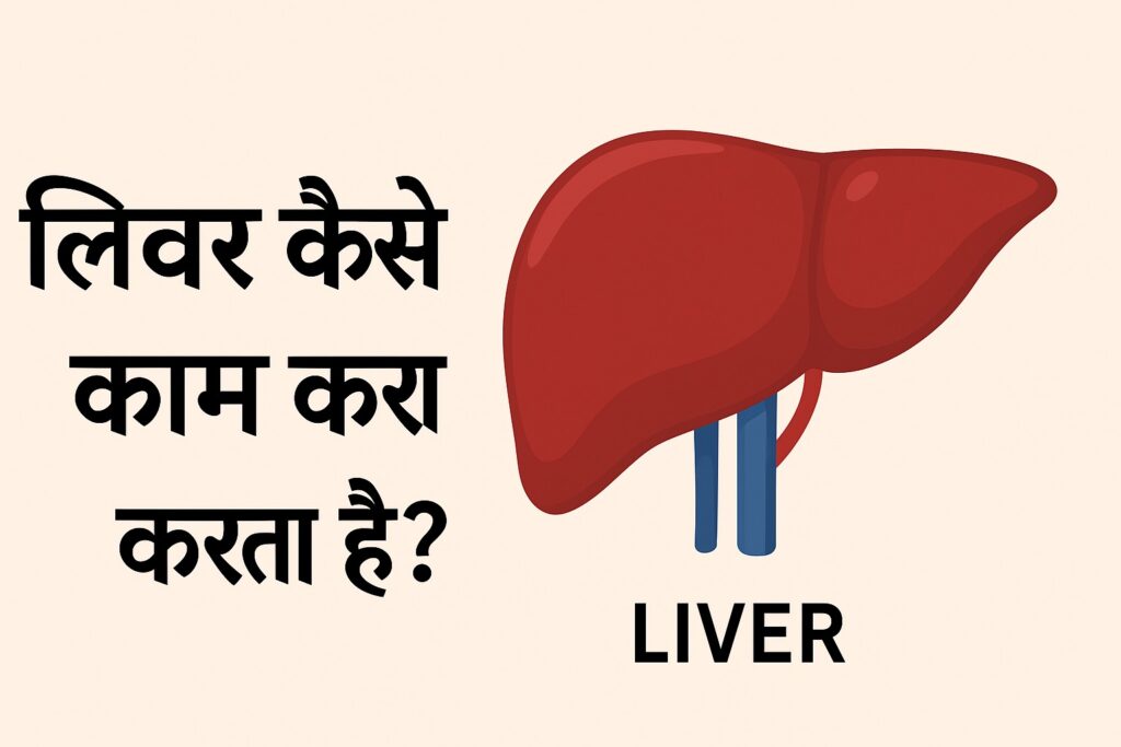 How does the liver work