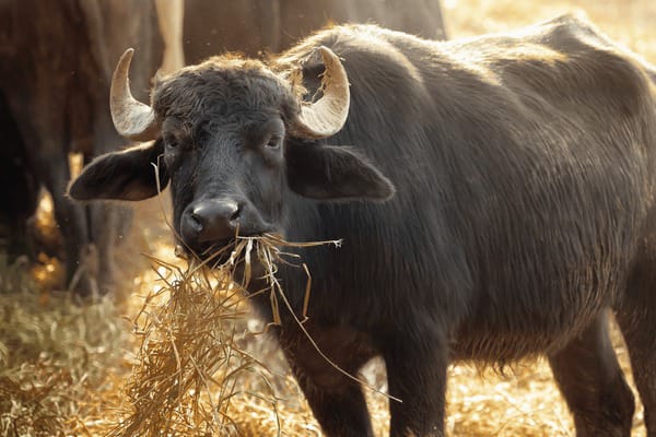 will graze the buffaloes